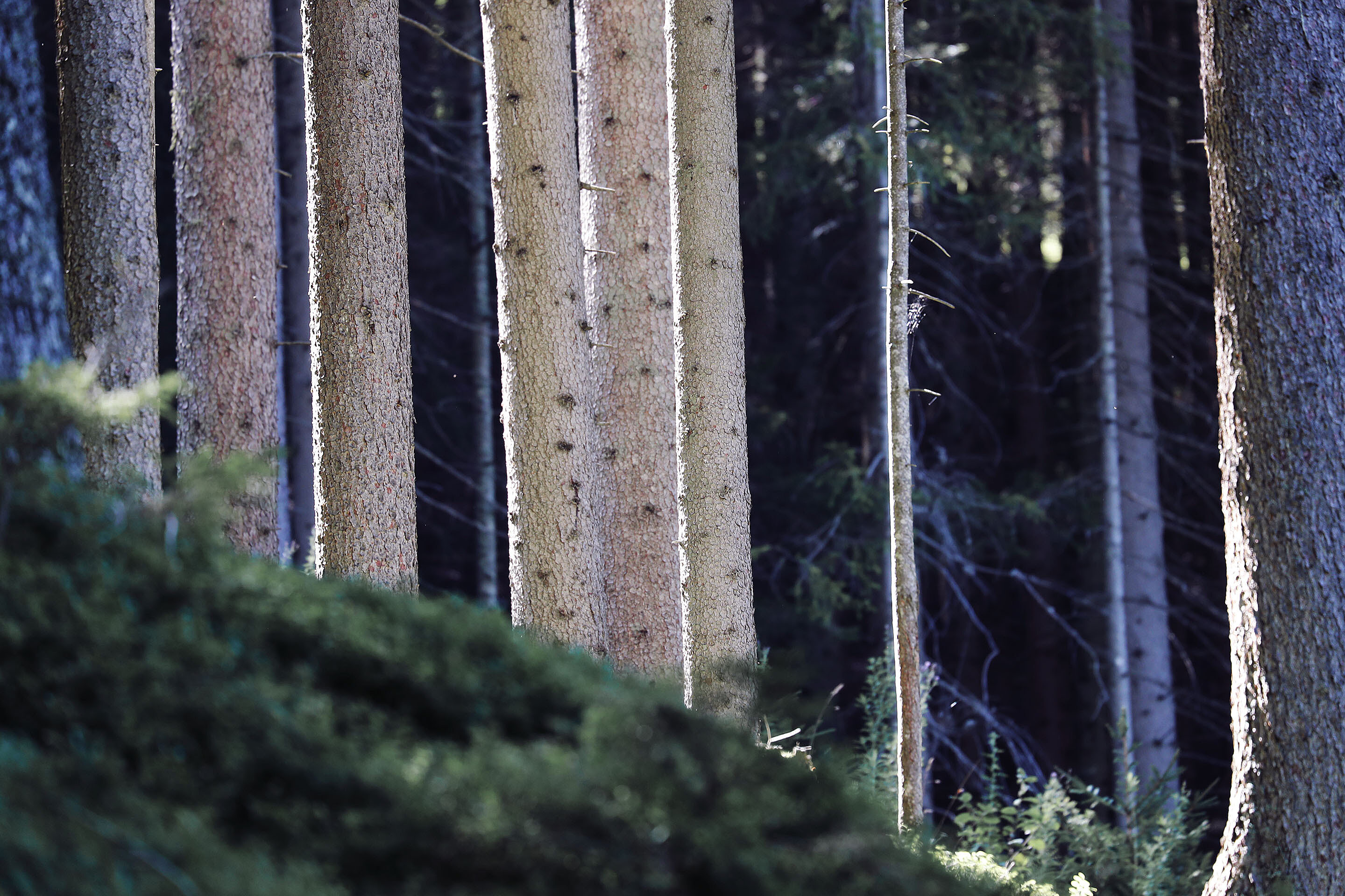 Austria Wald Website